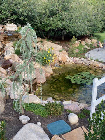 Finished backyard with healthy green lawn, planting beds and trees by Hernandez Landscaping